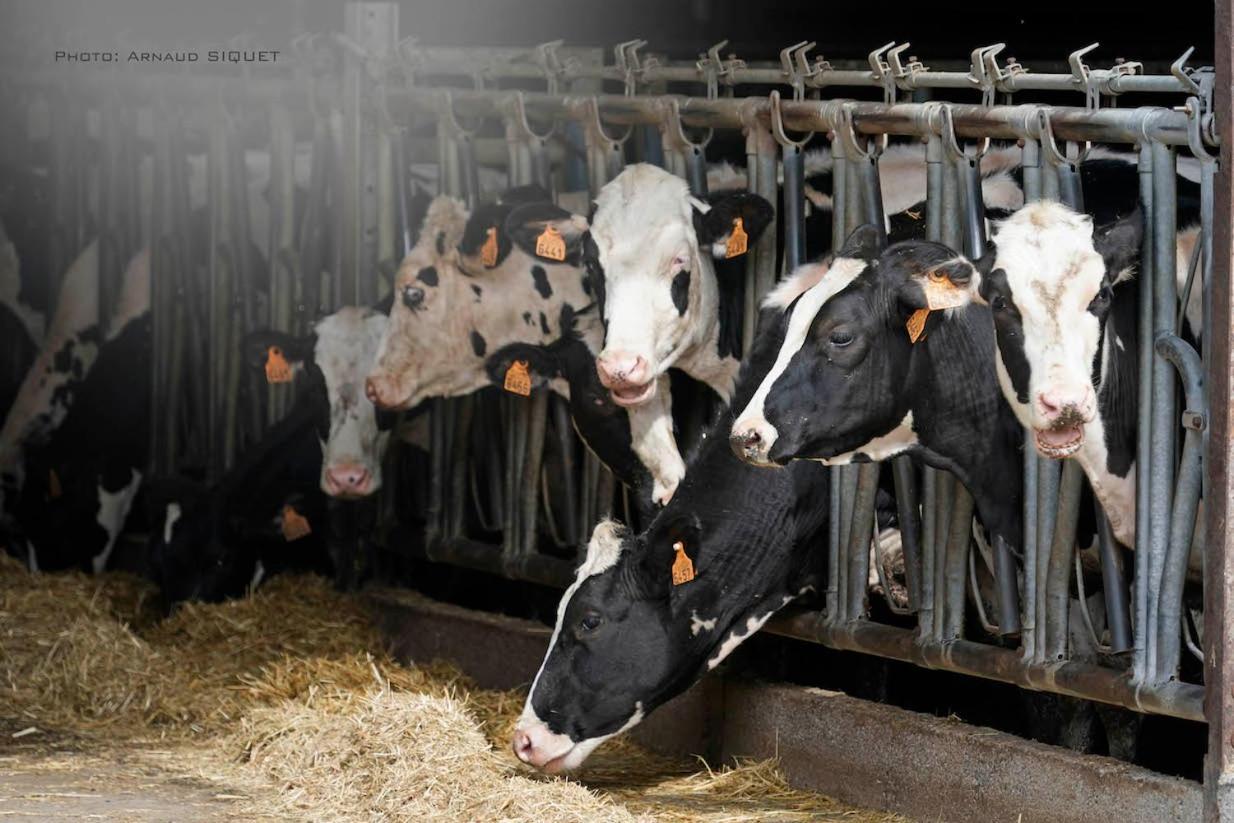 Gite Familial Ferme Des Aujes Falaen Onhaye Dış mekan fotoğraf